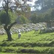 Schapen zijn een vertrouwd beeld in deze streek