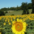 Zomer 2008: zonnebloemenveld bij ons huis