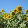 Zonnebloementijd, de mooiste tijd?