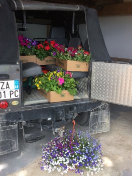 De nieuwe planten voor het terras zijn er